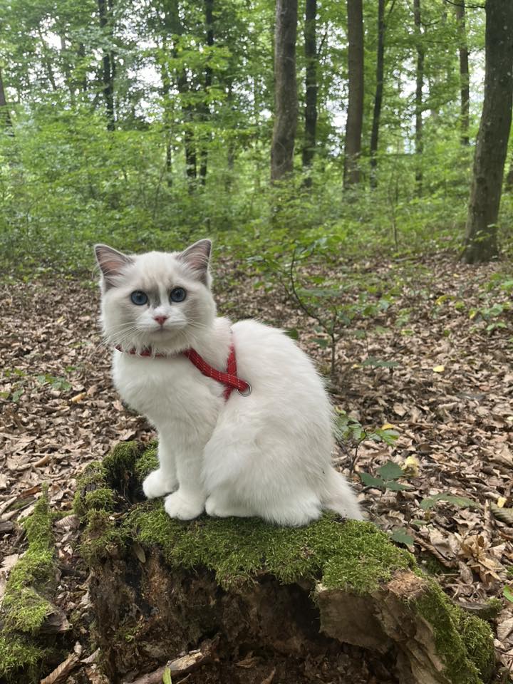 /images/Galeria/Ragdoll Rajongók Rezidenciája/02 Anita Török - Freya.jpg